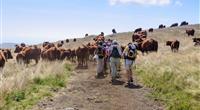 Randonneurs et vaches dans l'Aubrac - Clos de Banes