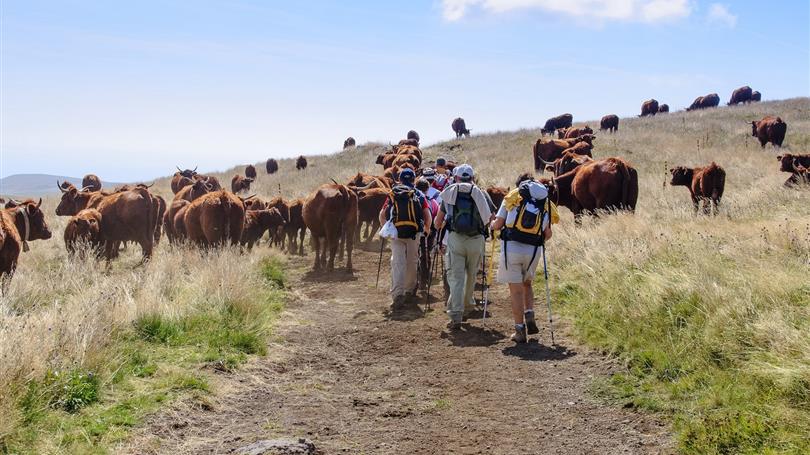 Randonneurs et vaches dans l'Aubrac - Clos de Banes